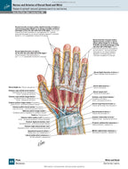 Netter's Atlas of Human Anatomy: A Regional Approach: 8th Edition / Frank H. Netter (two languages)