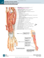 Netter's Atlas of Human Anatomy: A Regional Approach: 8th Edition / Frank H. Netter (two languages)