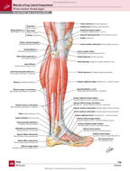 Netter's Atlas of Human Anatomy: A Regional Approach: 8th Edition / Frank H. Netter (two languages)