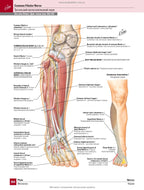 Netter's Atlas of Human Anatomy: A Regional Approach: 8th Edition / Frank H. Netter (two languages)