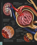 The Human Body Book / Steve Parker