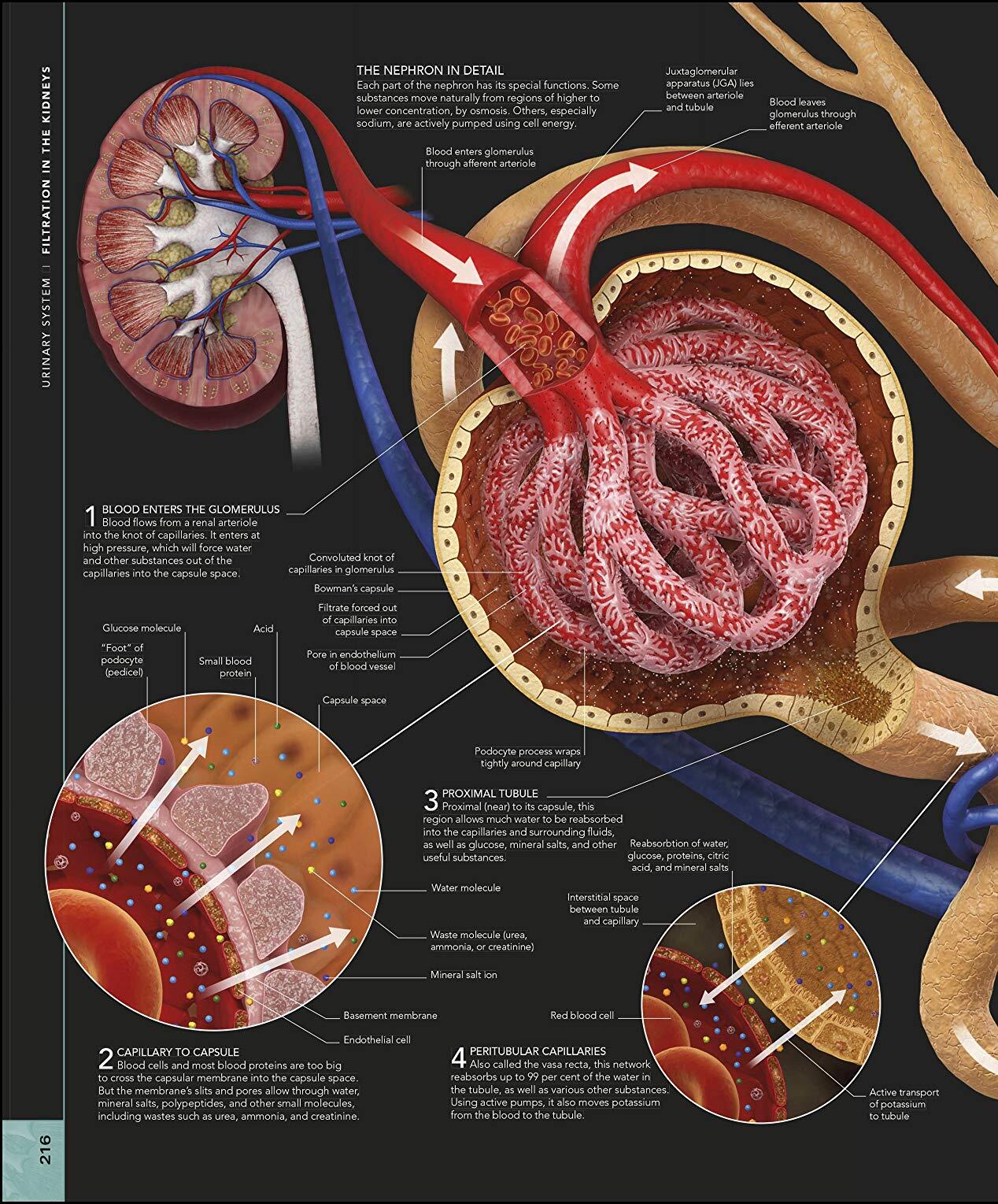 The Human Body Book / Steve Parker