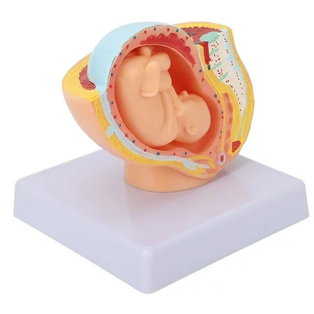 Macaque fetus in the womb