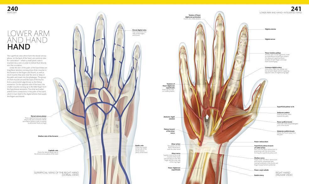The Complete Human Body. The Definitive Visual Guide / Alice Roberts