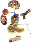 A model of target organs for diabetes mellitus