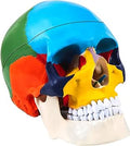 Skull with brain model