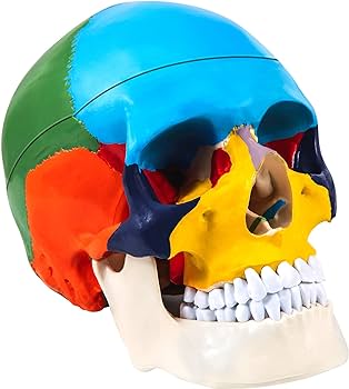 Skull with brain model