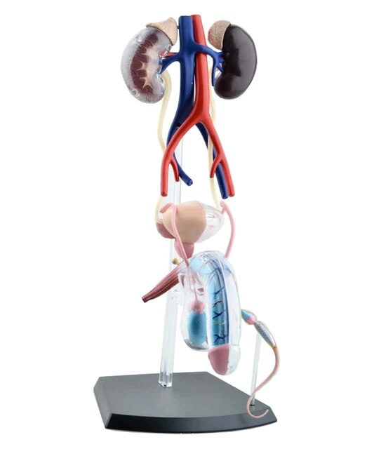 Male Urinary System Anatomy Model 4D