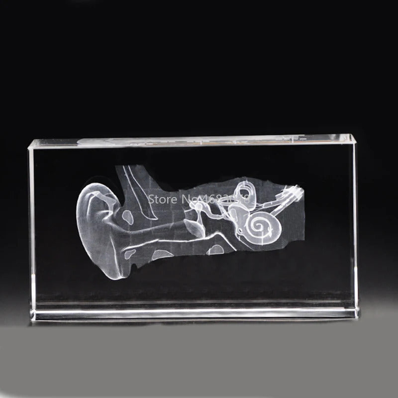 Glass 3D ear model