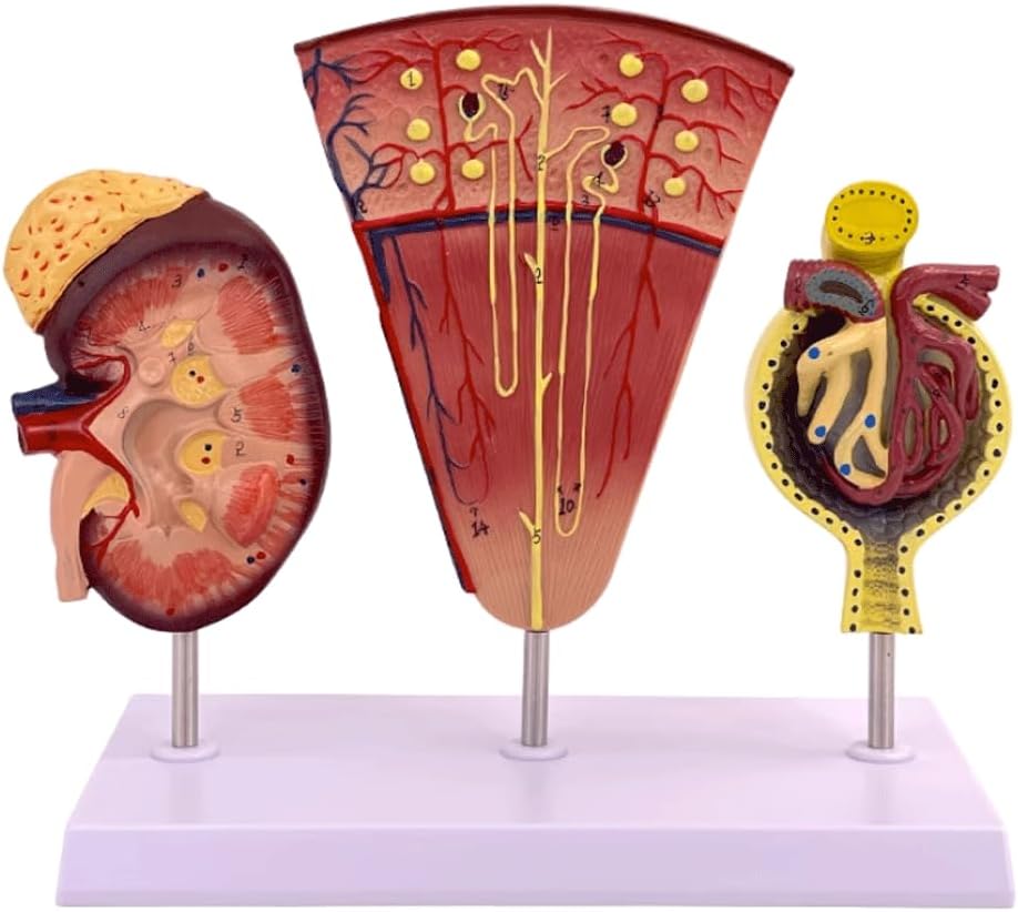 Kidney model with glomerulus