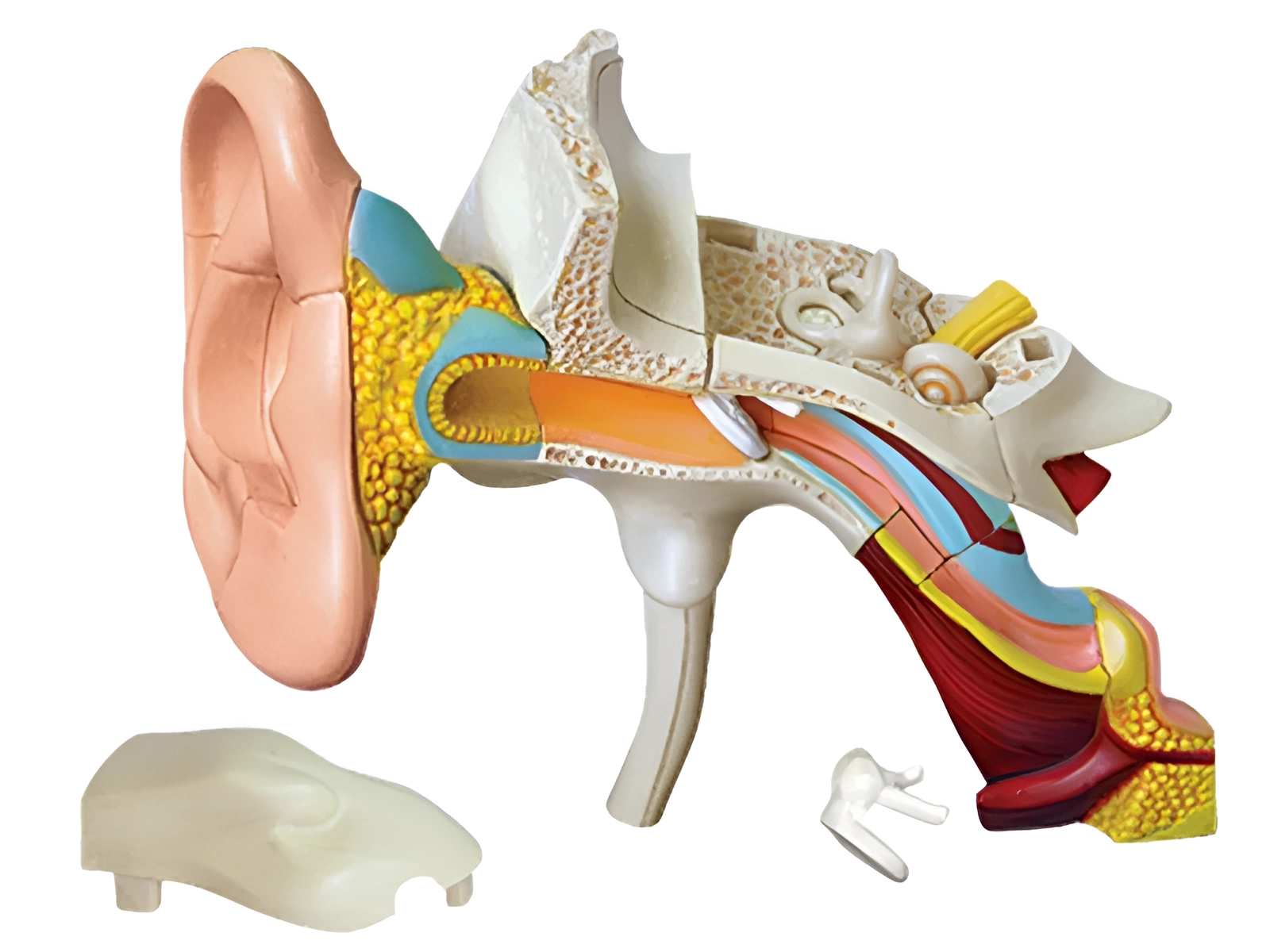 4D ear model