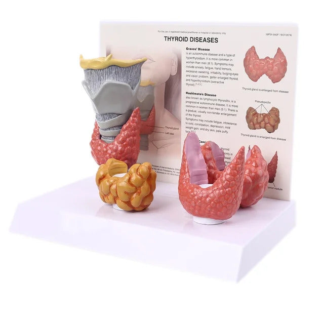 Thyroid gland model