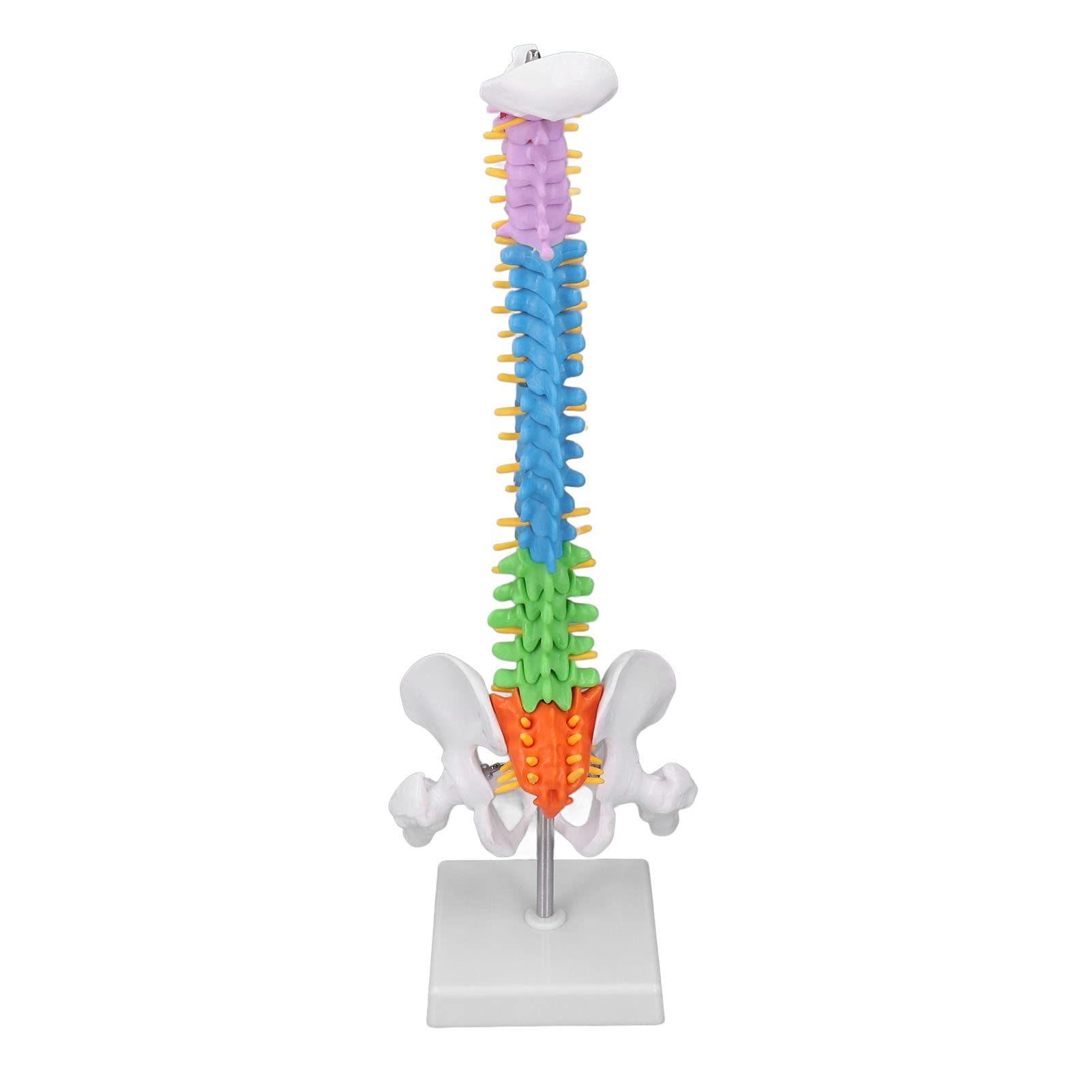 Colored spine model