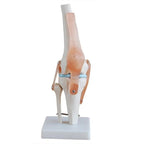 Articulated knee joint model