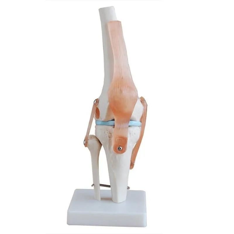 Articulated knee joint model