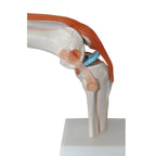 Articulated knee joint model