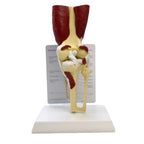 Knee joint model with muscle and ligament apparatus