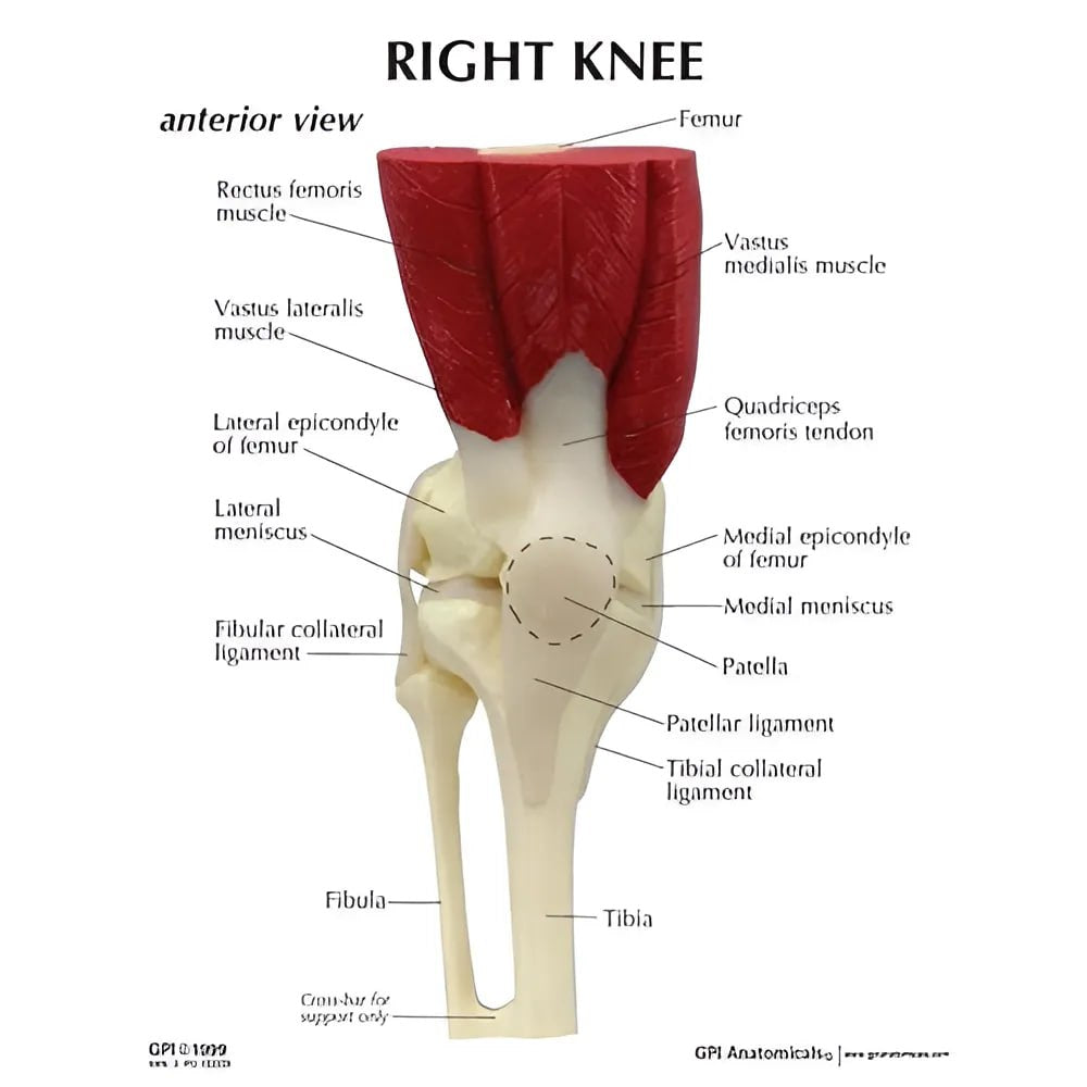 Knee joint model with muscle and ligament apparatus