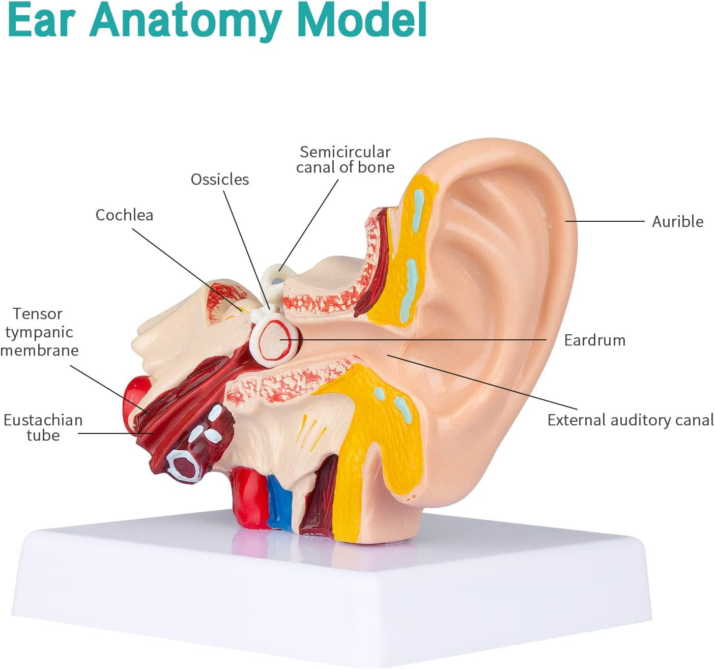 Ear model