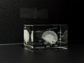 3D Glass Brain Model