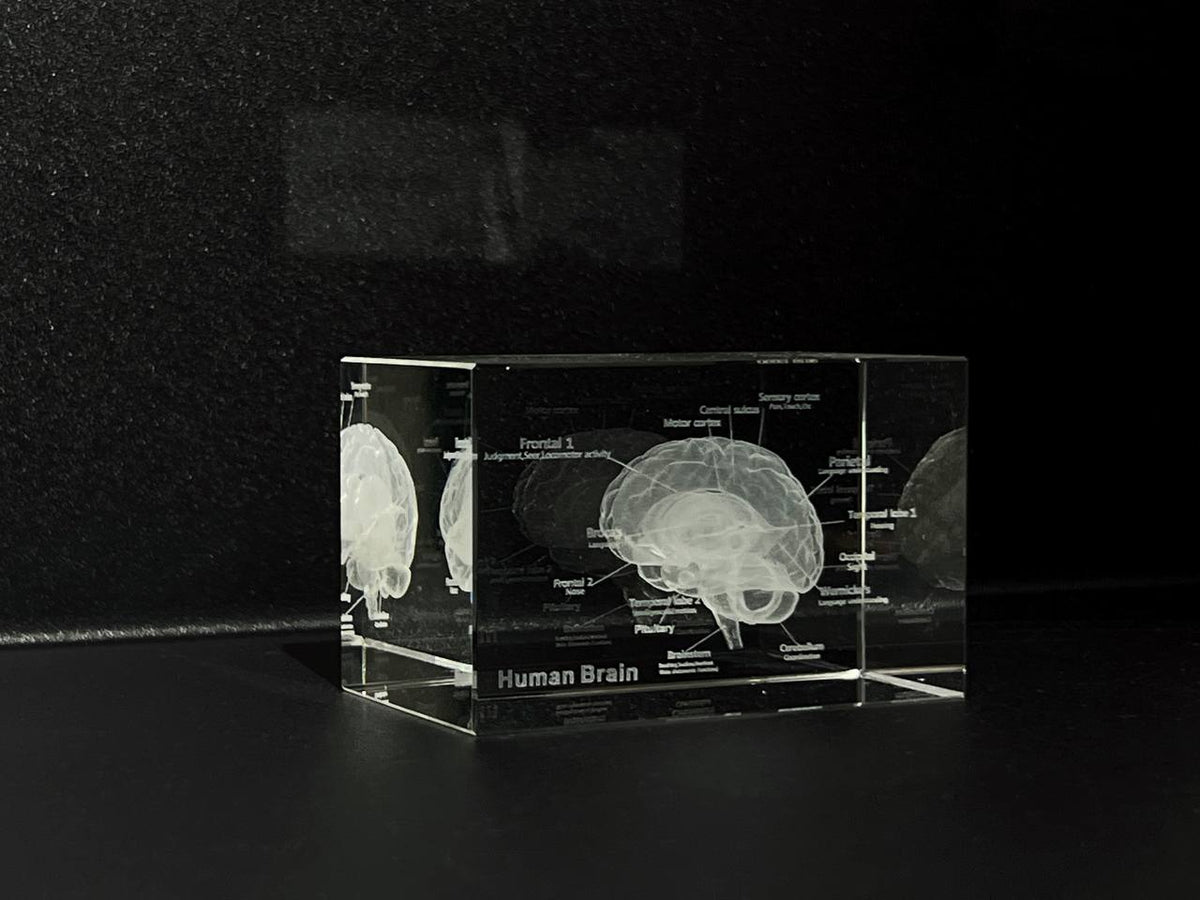 3D Glass Brain Model