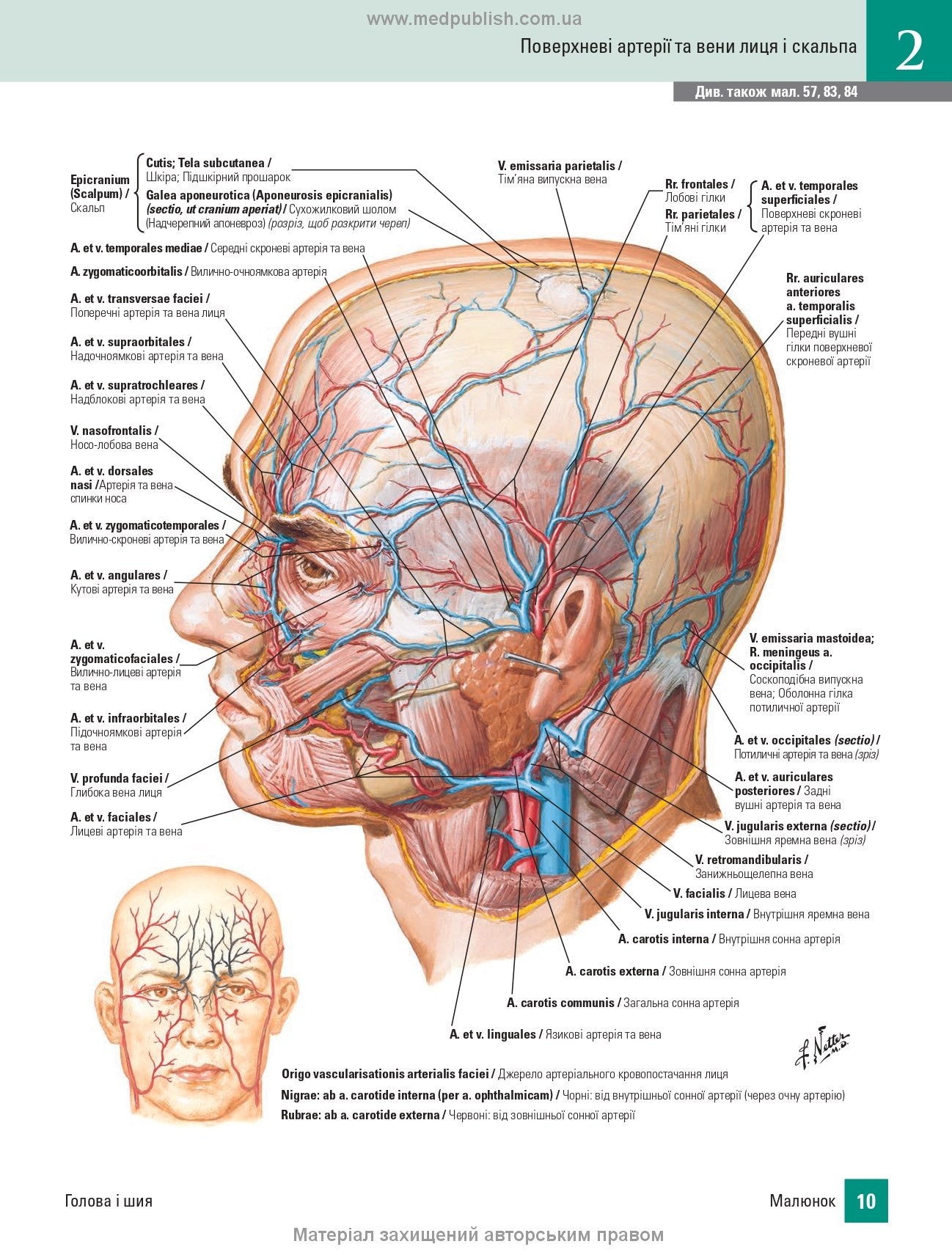 Atlas of Human Anatomy with Latin Terminology: 7th Edition / Frank H. Netter