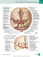 Atlas of Human Anatomy with Latin Terminology: 7th Edition / Frank H. Netter