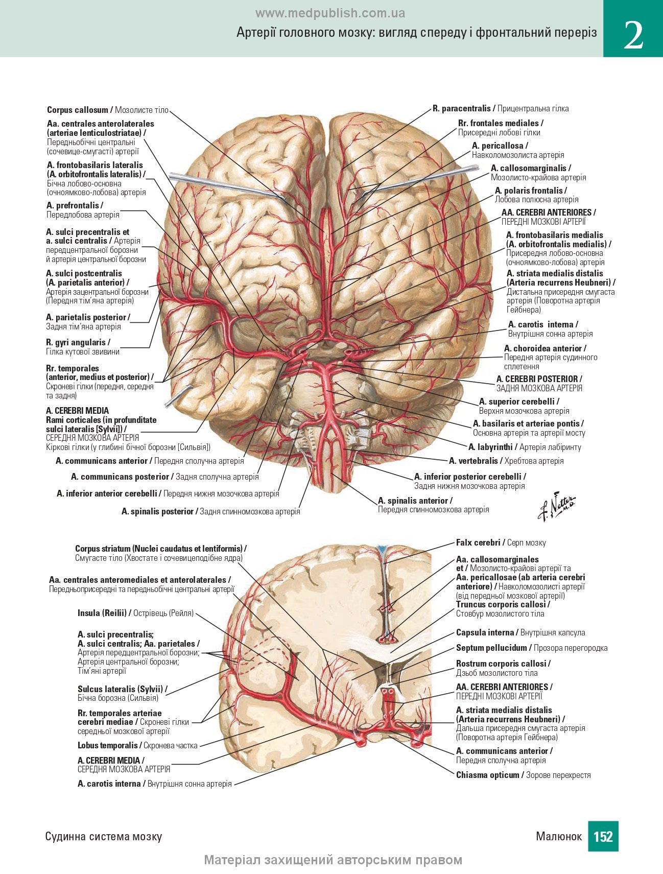 Atlas of Human Anatomy with Latin Terminology: 7th Edition / Frank H. Netter