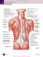 Atlas of Human Anatomy with Latin Terminology: 7th Edition / Frank H. Netter