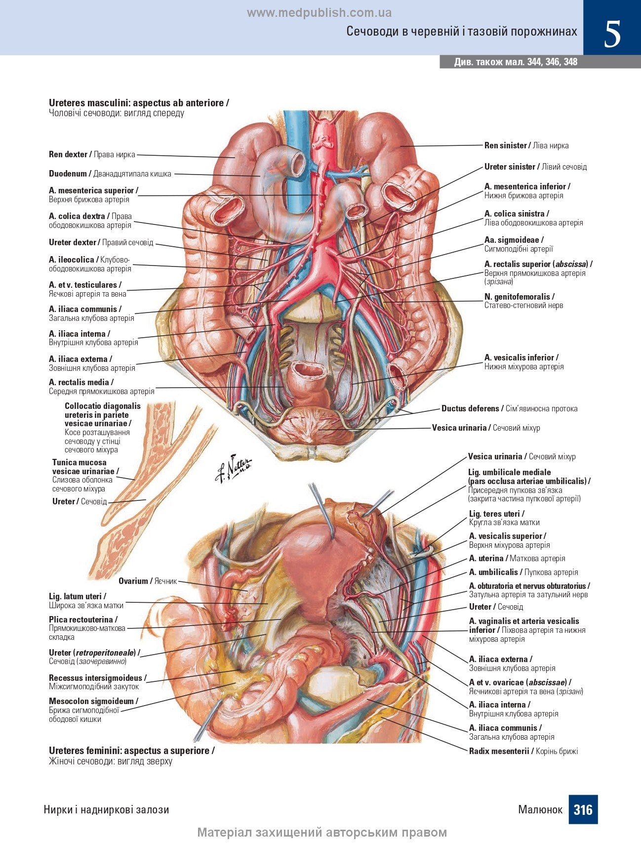 Atlas of Human Anatomy with Latin Terminology: 7th Edition / Frank H. Netter