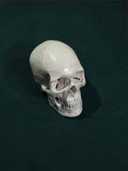 Skull layout