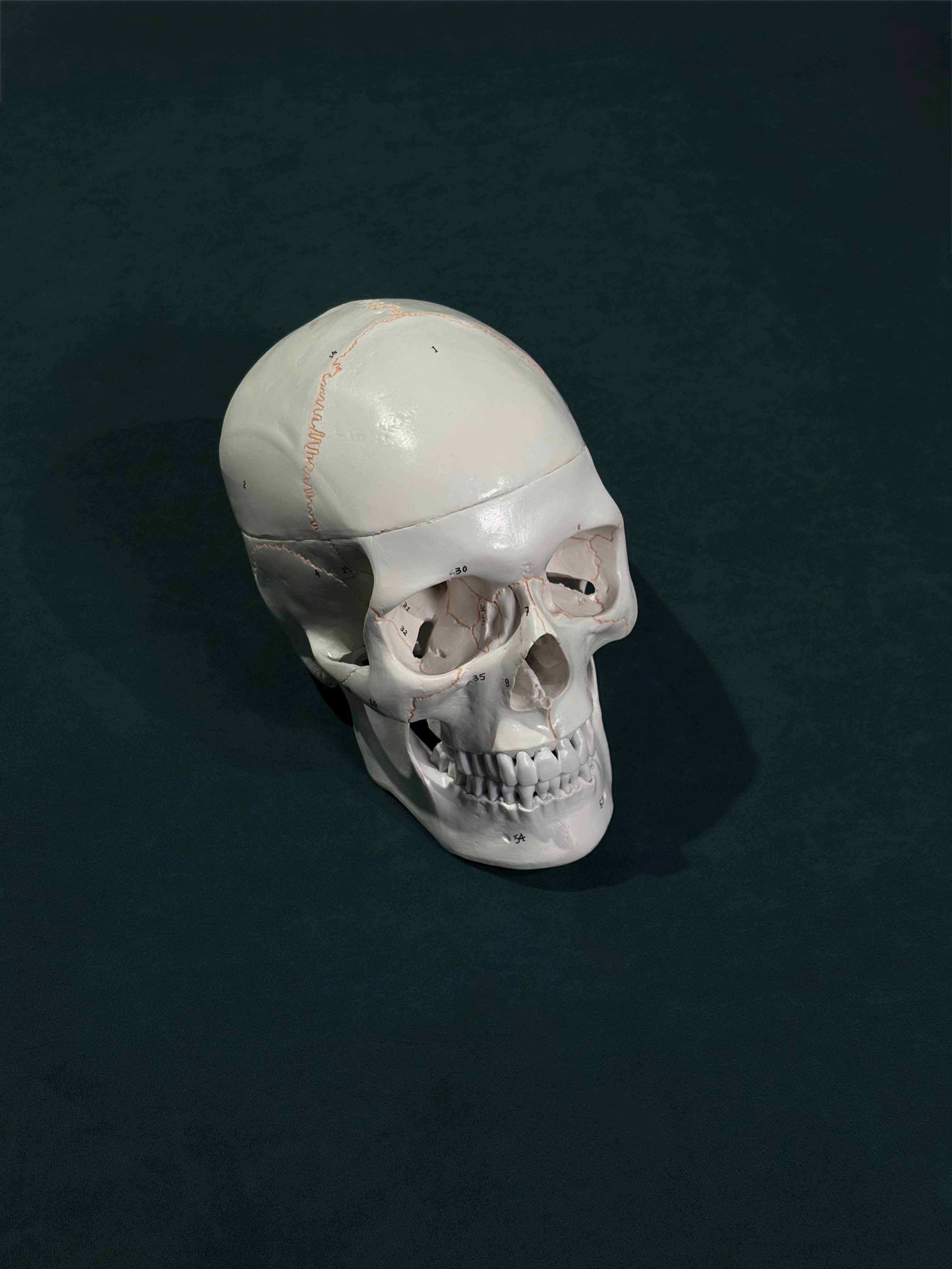Skull layout
